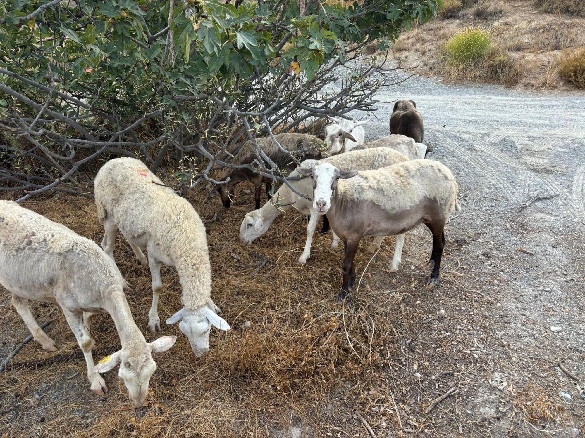 Cortijo La Vista Villa Órgiva Kültér fotó